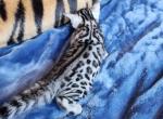 Spice - Bengal Cat For Sale - La Pine, OR, US