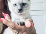 bella - Siamese Cat For Sale - Mount Prospect, IL, US