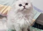 Apollo - Scottish Fold Cat For Sale - San Francisco, CA, US