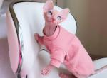 Mimosa - Sphynx Cat For Sale - Fairfax, VA, US