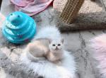 Cute baby boy - British Shorthair Cat For Sale - State College, PA, US