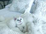 Super cute girl - British Shorthair Cat For Sale - New York, NY, US