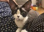 Penny - Devon Rex Cat For Sale - Brooklyn, NY, US