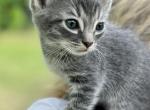 Lilac - American Shorthair Cat For Sale - Columbus, GA, US