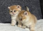 Simba - British Shorthair Kitten For Sale - Renton, WA, US