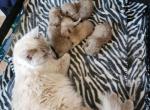 Seal Mink kittens - Ragdoll Cat For Sale - Attica, MI, US