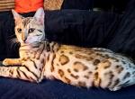 Snow Sepia Female Rosetted Sonic Red Collar - Bengal Cat For Sale - Bradner, OH, US