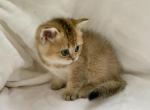 Bri Lola - British Shorthair Cat For Sale - New York, NY, US