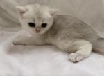 Bri Kevin - British Shorthair Cat For Sale - New York, NY, US