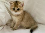 Bri Lola - British Shorthair Cat For Sale - Brooklyn, NY, US