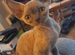 Owl - Devon Rex Cat For Sale - Stanford, MT, US