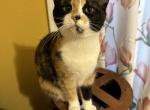 Calico Kitty for Sale - Siberian Cat For Sale - West Springfield, MA, US