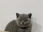 Abby - British Shorthair Cat For Sale - Philadelphia, PA, US