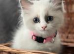 Pearl Pink - Ragdoll Cat For Sale - NC, US