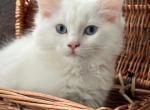 Cupcake blue - Ragdoll Cat For Sale - NC, US