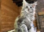 ZEFABIANA silver Maine coon - Maine Coon Cat For Sale - New York, NY, US