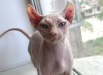 Yanni ELF - Sphynx Cat For Sale - Abington, PA, US