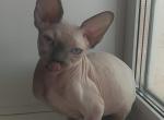 Zarina Sphynx - Sphynx Cat For Sale - Abington, PA, US