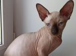 Zevs Sphynx - Sphynx Cat For Sale - Abington, PA, US