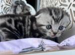 Litter f - Scottish Fold Cat For Sale - Rocklin, CA, US