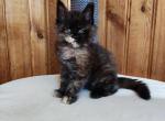 Tequila KZ - Maine Coon Cat For Sale - Norwalk, CT, US