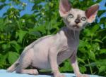 Dolunay - Sphynx Cat For Sale - Norwalk, CT, US