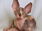 Margaret - Sphynx Cat For Sale - Norwalk, CT, US