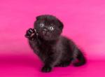 Betman - Scottish Fold Cat For Sale - Hollywood, FL, US