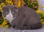 Cleopatra - Scottish Fold Cat For Sale - Hollywood, FL, US