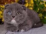 Darya - Scottish Fold Cat For Sale - Hollywood, FL, US