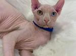 Zheka ELF odd eyed - Sphynx Cat For Sale - Abington, PA, US