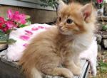 Amber - Domestic Cat For Sale - Barto, PA, US