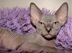 Laser Sphynx - Sphynx Cat For Sale - Abington, PA, US