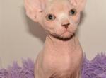 Light Sphynx - Sphynx Cat For Sale - Abington, PA, US