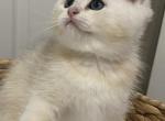 New litter - Scottish Straight Cat For Sale - Staten Island, NY, US