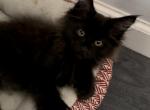 Charlie - Maine Coon Cat For Sale - Hollywood, FL, US