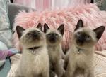 Julip and Jack's 3rd litter - Siamese Kitten For Sale - Ypsilanti, MI, US