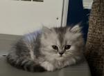 Amethyst - Persian Cat For Sale - Farmington, MI, US