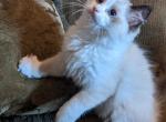 TICA Bicolor Ragdoll Kitten Female - Ragdoll Cat For Sale - Saint Joseph, MO, US