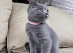 mias litter light pink - Scottish Straight Cat For Sale - Arvada, CO, US