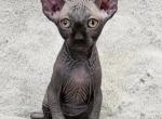 SOLD Black Elf Girl Dolly - Sphynx Cat For Sale - Lockport, IL, US