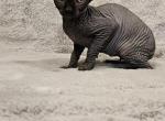 SOLD Black Girl  Elf Elliy - Sphynx Cat For Sale - Lockport, IL, US