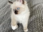 Chocolate Point Male Ready to Go - Ragdoll Cat For Sale - New York, NY, US