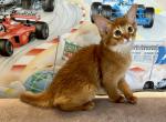 Christina - Somali Cat For Sale - Odesa, Odessa Oblast, UA