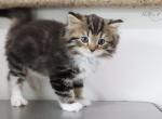 H E N R Y - Scottish Straight Kitten For Sale - Fontana, CA, US