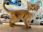 Centurion - Somali Cat For Sale - Odesa, Odessa Oblast, UA