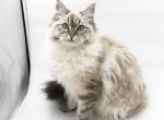 Wivien - Siberian Cat For Sale - North Port, FL, US