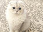 Dizi - Scottish Fold Cat For Sale - Cherkasy, Cherkasy Oblast, UA