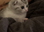 Porsche - Scottish Fold Kitten For Sale - Las Vegas, NV, US