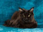 Midnight - Maine Coon Cat For Sale - Brooklyn, NY, US